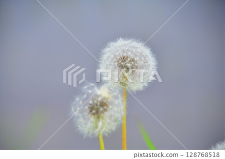 Two dandelion fluffs nestled together Two dandelion fluffs nestled together 128768518