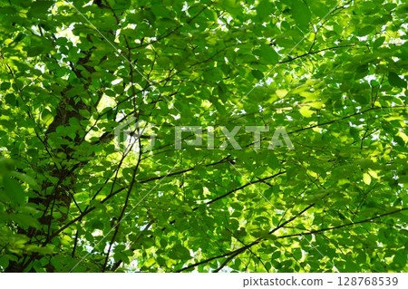 Negative ions in Aoba no Mori (Keyaki) Negative ions in Aoba no Mori (Keyaki) 128768539
