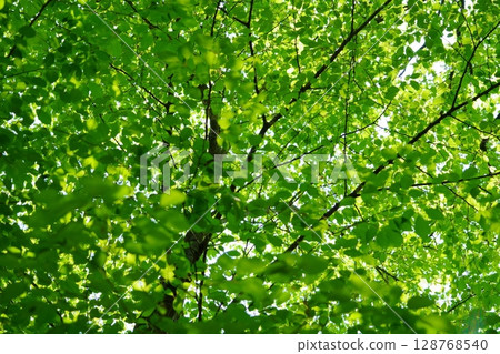 Negative ions in Aoba no Mori (Keyaki) 128768540