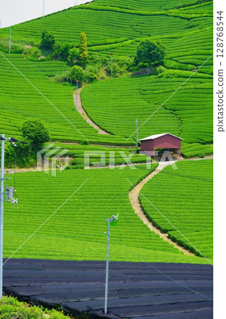 Wazukashiji Temple - Tea plantation hills during the first tea harvest 128768544