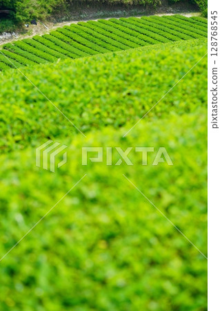 Wazukashiji Temple - Tea plantation hills during the first tea harvest 128768545