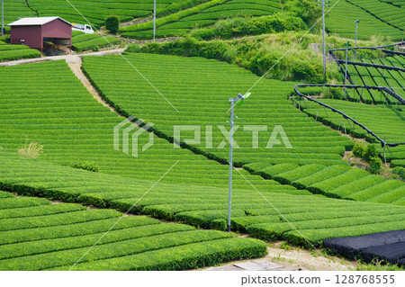 Wazukashiji Temple - Tea plantation hills during the first tea harvest 128768555