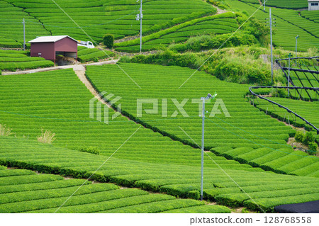 和豊寺 - 第一次採茶時的茶園山丘 和豊寺 - 第一次採茶時的茶園山丘 128768558