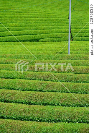 和菅寺 - 第一次採茶後的宇治茶園 128768559