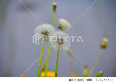 兩朵蒲公英絨毛依偎在一起 128768578