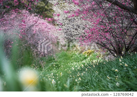 梅花和水仙花盛開的風景 128769042