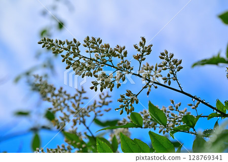 Nandina flowers wet with morning dew, photographed with a macro lens 128769341
