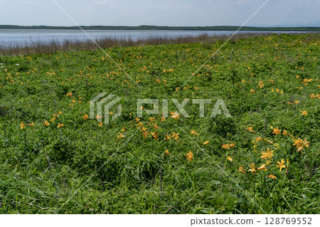 野付半島春天 野付半島春天 128769552