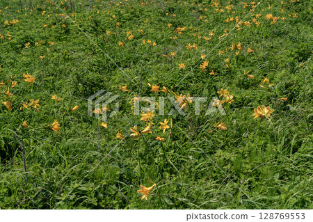 Notsuke Peninsula Spring 128769553