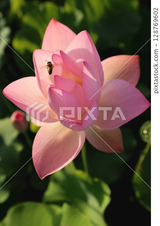 美麗綻放的蓮花和蜜蜂 128769602