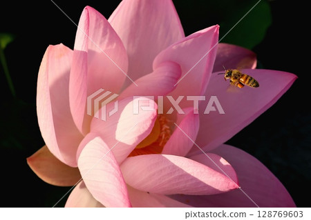 美麗綻放的蓮花和蜜蜂 128769603
