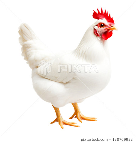 White Chicken Standing on a White Background with Detailed Feathers and Bright Beak White Chicken Standing on a White Background with Detailed Feathers and Bright Beak 128769952