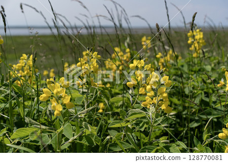 野付灣，沙灘豌豆盛開 128770081