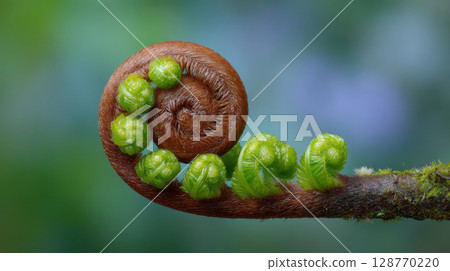 Fern frond curling outward in spirals with fresh green fiddleheads and brown stem in natural soft background 128770220