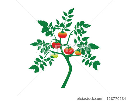 Tomato illustration material Tomato illustration material 128770284