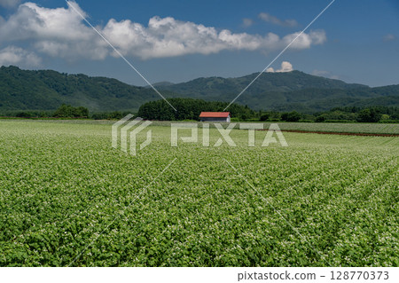 The land where buckwheat flowers bloom 128770373