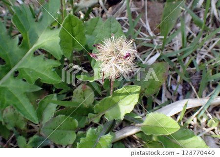 Senbonyari (Oga Peninsula, Kanpusan, 250529) Spring-type fruit 128770440