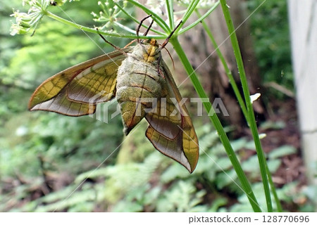 Worm-eyed Sparrow (Kiso Ishiganeyama Falls, Akita City, 2025625) 128770696