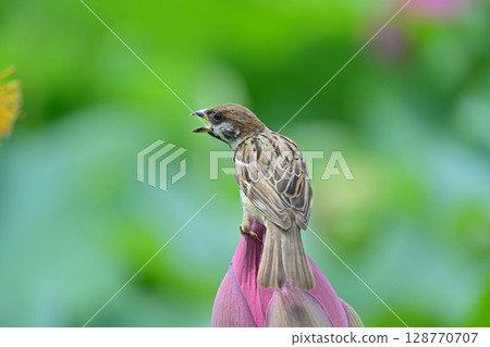 一隻麻雀在蓮花苞上鳴叫 128770707
