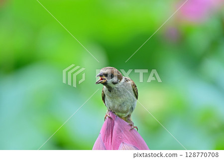 一隻麻雀張嘴停在蓮花上 128770708