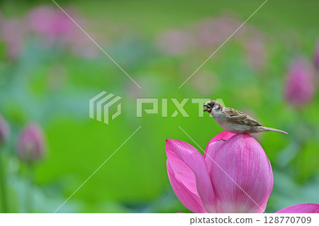 蓮花瓣上鳴叫的麻雀 128770709