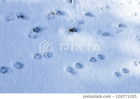 雪地上的狗腳印 128771285
