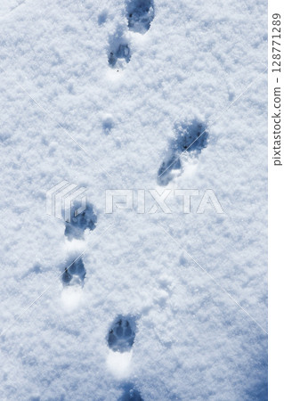 Dog footprints left in the snow 128771289