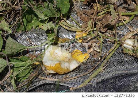 Nutria eating a melon 128771336