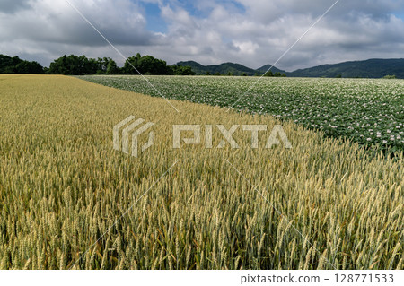 Wheat field waiting for harvest Wheat field waiting for harvest 128771533