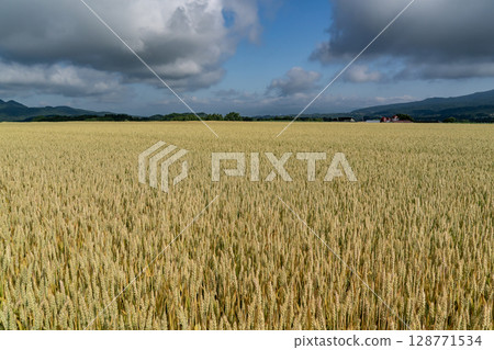 等待收割的麥田 等待收割的麥田 128771534