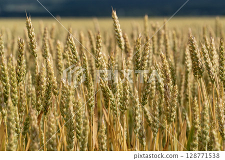 Wheat field waiting for harvest Wheat field waiting for harvest 128771538