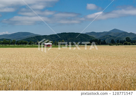 Wheat field waiting for harvest 128771547