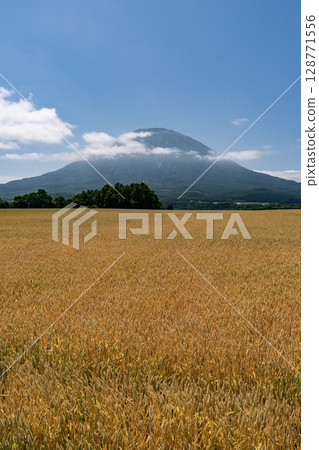 Wheat field waiting for harvest 128771556