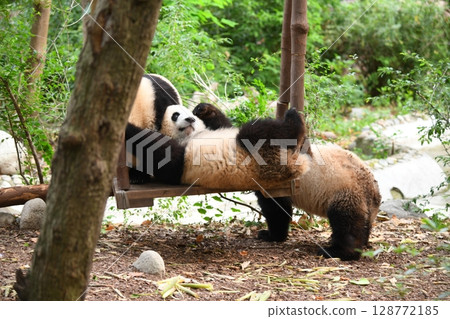 Young pandas playing on the popular swing Young pandas playing on the popular swing 128772185