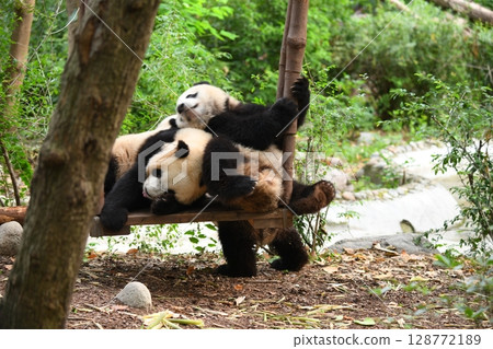 Young pandas playing on the popular swing Young pandas playing on the popular swing 128772189