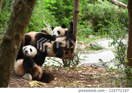 Young pandas playing on the popular swing 128772197