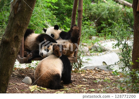 小熊貓在受歡迎的鞦韆上玩耍 小熊貓在受歡迎的鞦韆上玩耍 128772200