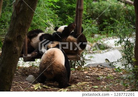 小熊貓在受歡迎的鞦韆上玩耍 128772201