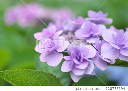 Early summer flower hydrangea Early summer flower hydrangea 128772394