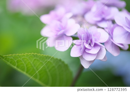 Early summer flower hydrangea 128772395