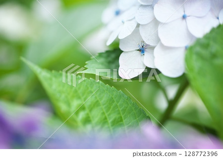 Early summer flower hydrangea Early summer flower hydrangea 128772396