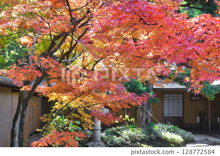 鎌倉一條江漢山莊美麗的秋葉(神奈川縣鎌倉市) 鎌倉一條江漢山莊美麗的秋葉(神奈川縣鎌倉市) 128772584