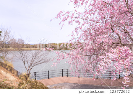 Spring in Hokusei Central Park, Yokkaichi City, Mie Prefecture. Enjoy a stroll through the cherry blossoms, pond, and wooden deck. 128772632