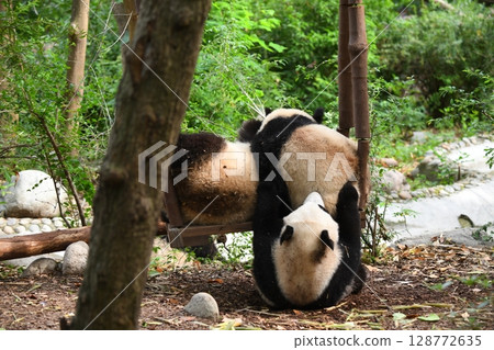 Young pandas playing on the popular swing 128772635