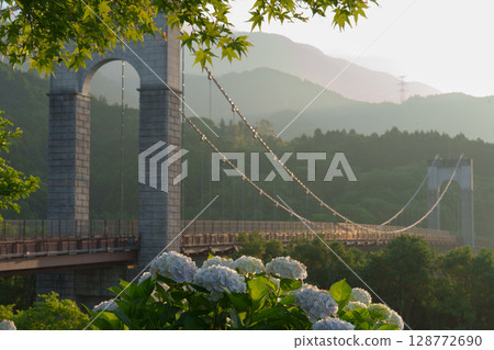 Hydrangeas shining in the morning sun, Togawa Park, Kanagawa Prefecture Hydrangeas shining in the morning sun, Togawa Park, Kanagawa Prefecture 128772690