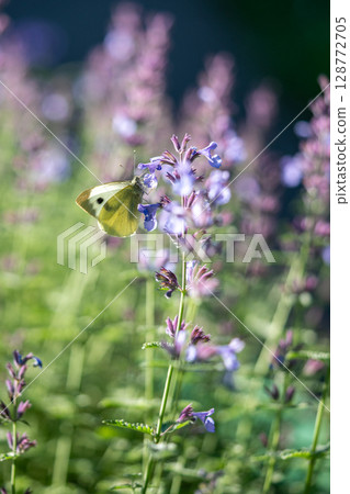Large white butterfly lands on catnip flower in meadow. Close up fluttering insect pollinator Large white butterfly lands on catnip flower in meadow. Close up fluttering insect pollinator 128772705