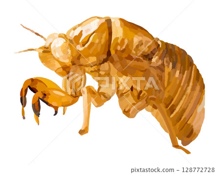Cicadian shell 128772728