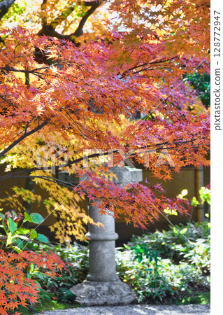 Beautiful autumn leaves at Ichijo Ekan Sanso in Kamakura (Kamakura, Kanagawa Prefecture) 128772947
