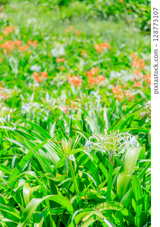 Hamayu at Natsuigahama Beach, Ashiya Town, Fukuoka Prefecture Hamayu at Natsuigahama Beach, Ashiya Town, Fukuoka Prefecture 128773107