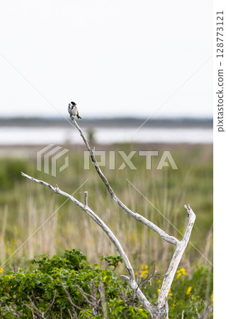 Reed Bunting on the Notsuke Peninsula in Hokkaido 128773121